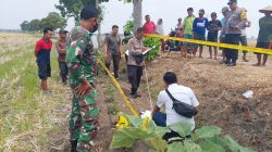 Gegerkan Warga, Jasad Bayi Ditemukan di Persawahan Desa Sukowati Kapas