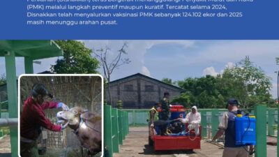 Disnakkan Bojonegoro Terus Bergerak Tangani PMK, Imbau Peternak Sapi Perhatikan Pakan dan Kebersihan Kandang